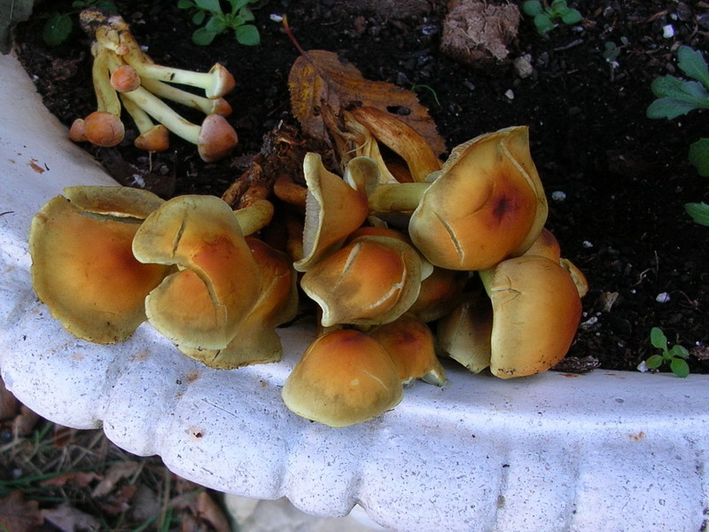 ..hypholoma fasciculare ?